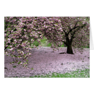 Cherry Träd Blommar Vår i Central Park Hälsningskort