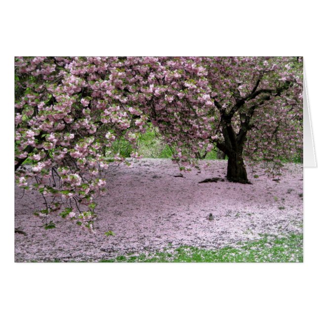 Cherry Träd Blommar Vår i Central Park Hälsningskort (Framsidan Horizontal)