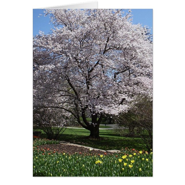 Cherry Träd Card Hälsningskort (Framsidan)