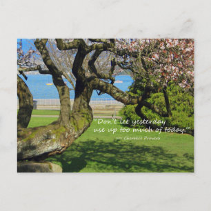 Cherry Träd Cherokee Proverb Postcard Vykort