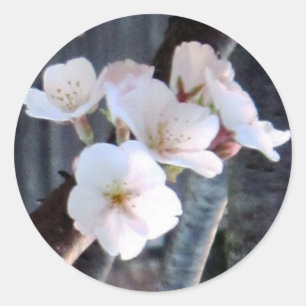 Cherry Träd Flower Runt Klistermärke