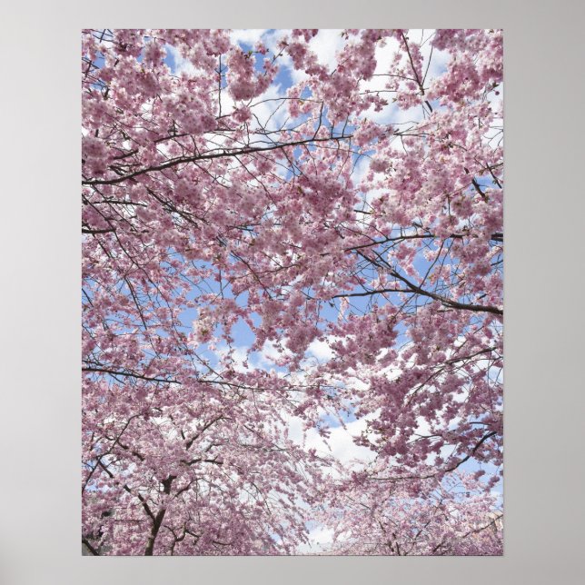 Cherry träd i blommar poster (Framsidan)