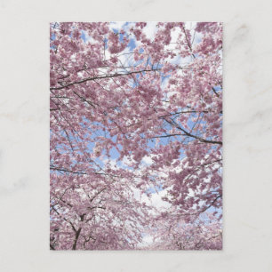 Cherry träd i blommar vykort