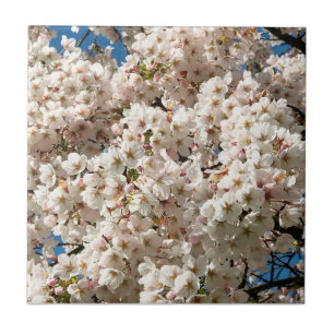 Cherry Träd i Bloom, Oregon Kakelplatta