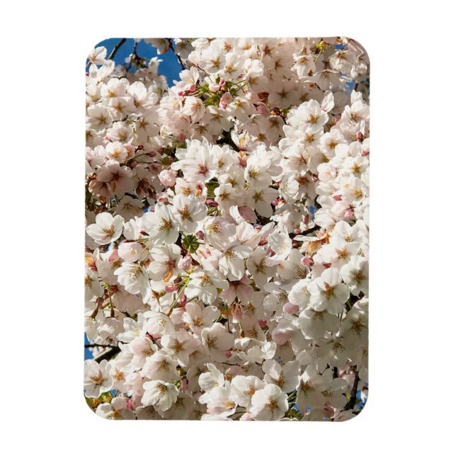 Cherry Träd i Bloom, Oregon Magnet (Vertikal)