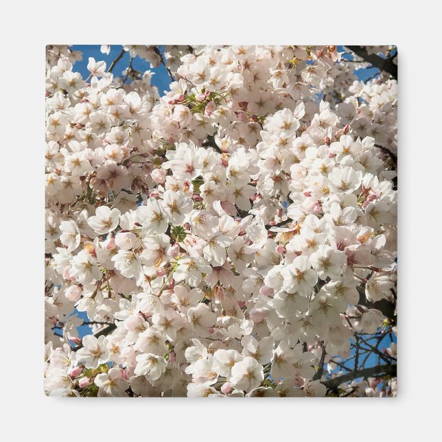 Cherry Träd i Bloom, Oregon Magnet (Framsidan)