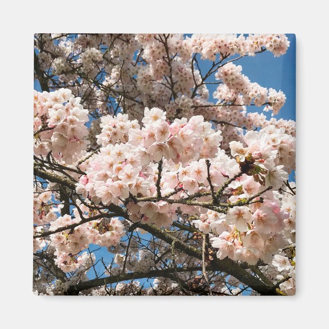 Cherry Träd i Bloom, Oregon Magnet (Framsidan)