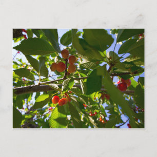 Cherry Träd, Michigan Vykort