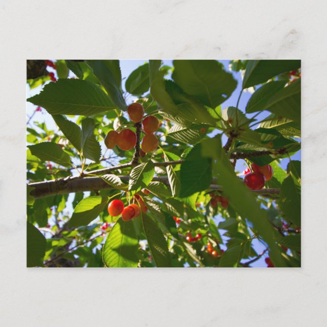 Cherry Träd, Michigan Vykort (Framsida)