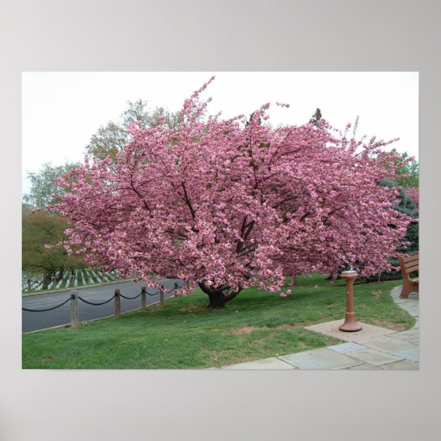 Cherry Träd Poster (Framsidan)