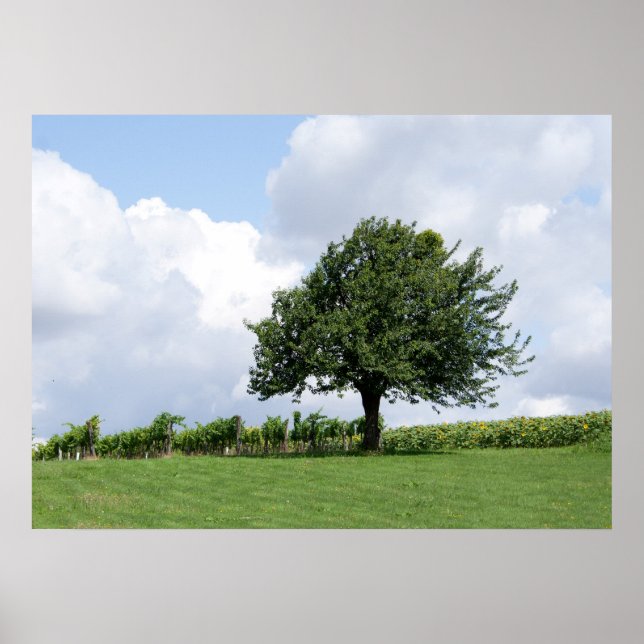 Cherry Träd under sommaren Poster (Framsidan)