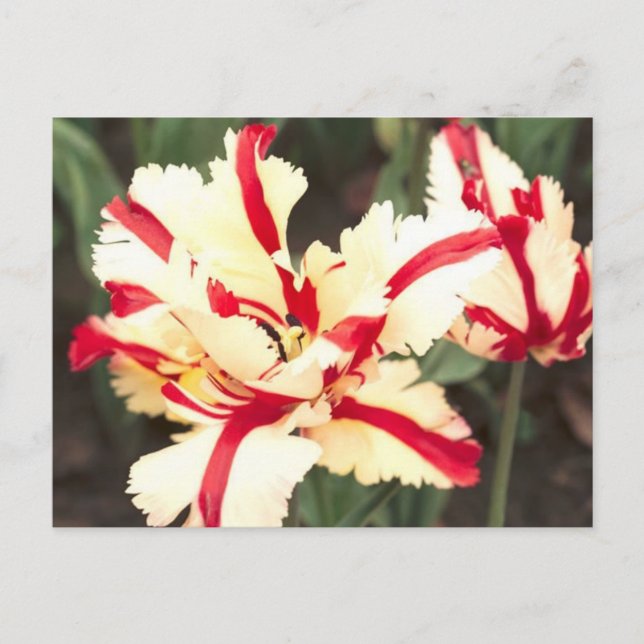 Cherry vanilla! vykort (Framsida)