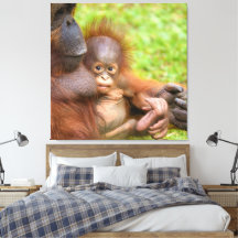 Cheryed Orangutan Mor får Cuddle