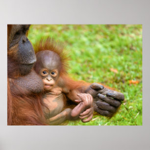 Cheryed Orangutan Mor får Cuddle Poster