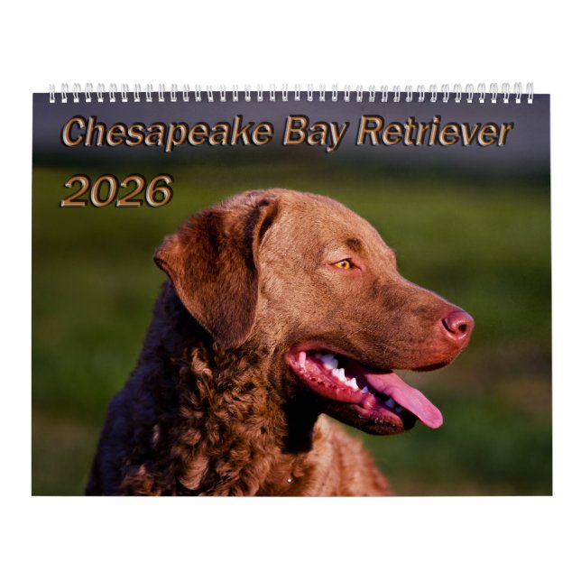 Chesapeake Bay Retriever 2026 Calendar Kalender (Omslag)
