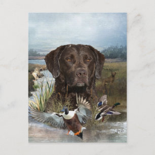 Chesapeake Bay Retriever, Art Helg Vykort