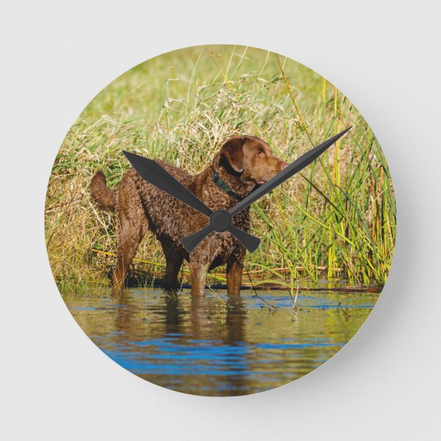 Chesapeake Bay Retriever Hunting Dog Wall Clock Rund Klocka (Framsida)