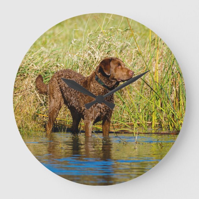 Chesapeake Bay Retriever Hunting Dog Wall Clock Rund Klocka (Framsida)