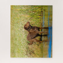 Chesapeake Bay Retriever Hunting Jigszle Puzzle Hu