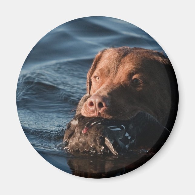 Chesapeake Bay Retriever Magnet (Framsidan)