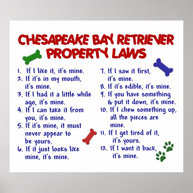 CHESAPEAKE BAY RETRIEVER PL2 POSTER (Framsidan)