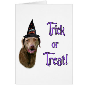 Chesapeake Bay Retriever Trick Hälsningskort