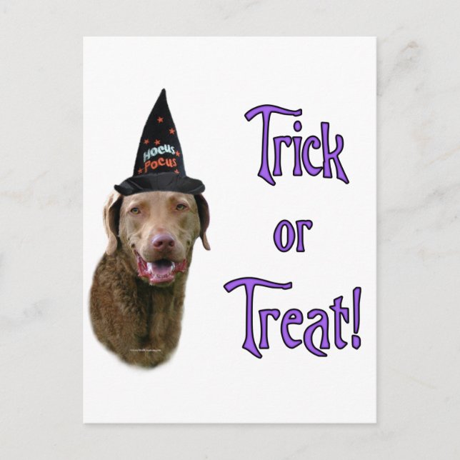 Chesapeake Bay Retriever Trick Vykort (Framsida)