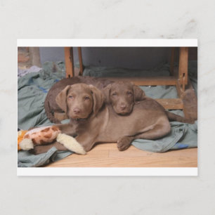 Chesapeake Bay Retrievers Vykort