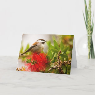 Chesnut-stödd Chickadee Tack Kort