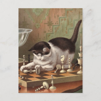 Chess Cat-vykort Vykort