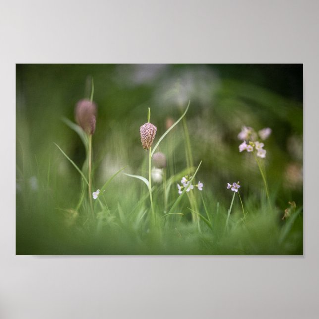Chess Flower Nature Photo Poster (Framsidan)