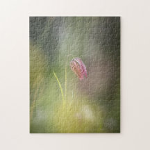 Chess Flower Nature Photo