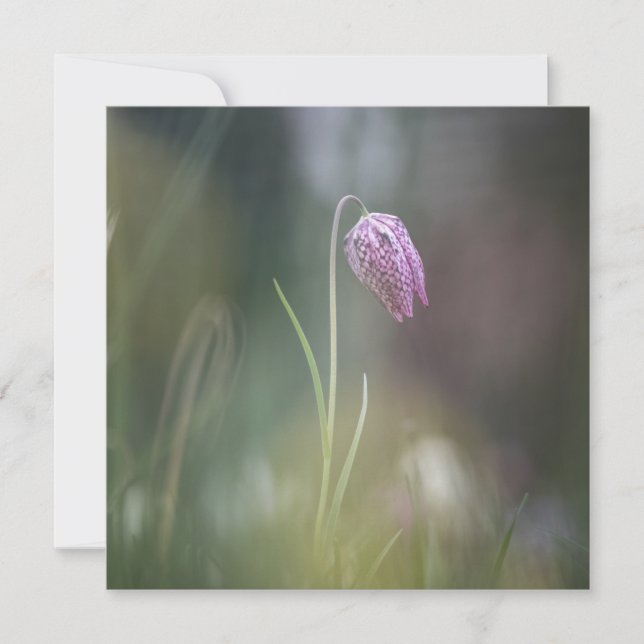 Chess Flower Photo Card (Framsida)