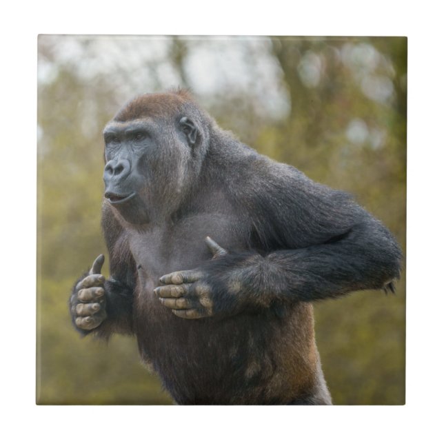 Chest Beating Gorilla Kakelplatta (Framsidan)