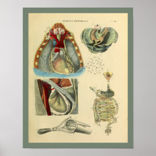 Chest Heart Lungs Anatomy Medical Art Print Poster
