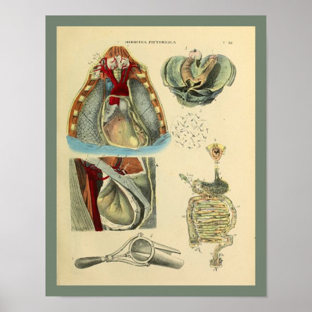 Chest Heart Lungs Anatomy Medical Art Print Poster (Framsidan)