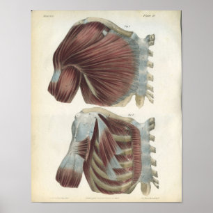 Chest & Shoulder Muscles Anatomy Print Poster