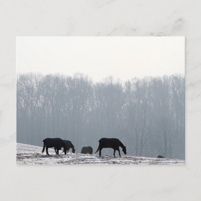 Chester County, Pa Vykort (Framsida)