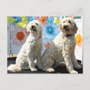 Chester och Lilly - GoldenDoodle -7 Vykort
