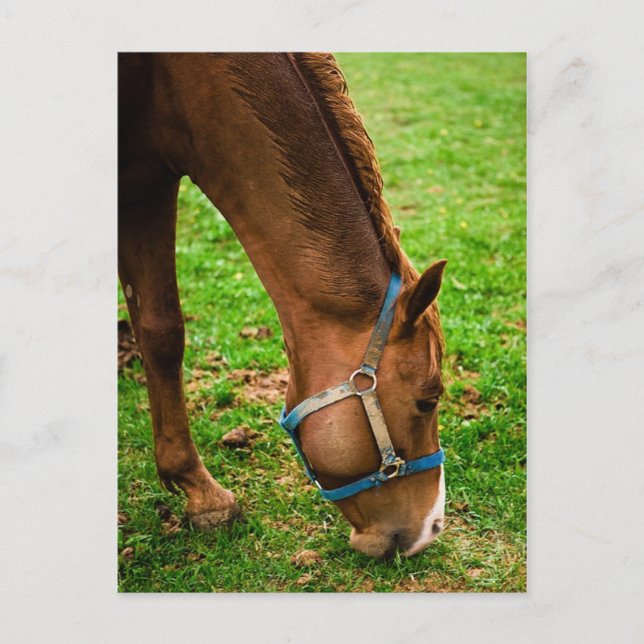 Chestnut After Bath Vykort (Framsida)