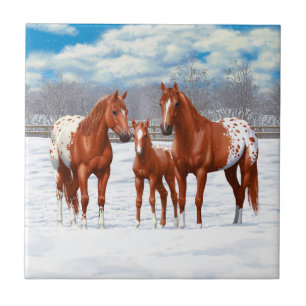 Chestnut Appaloosa Sorrel Quarter Horses i Snö Kakelplatta