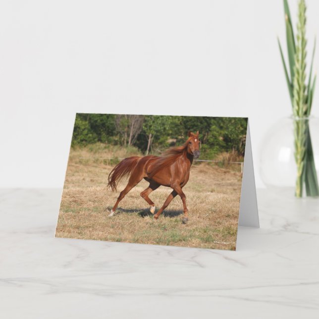 Chestnut Arab Running Mane och Svan Flowing Kort (Framsida)