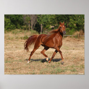 Chestnut Arab Running Mane och Svan Flowing Poster