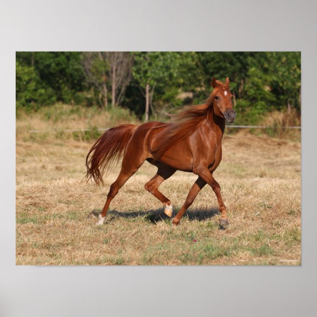 Chestnut Arab Running Mane och Svan Flowing Poster (Framsidan)