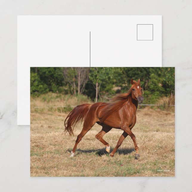 Chestnut Arab Running Mane och Svan Flowing Vykort (Fram/baksida)