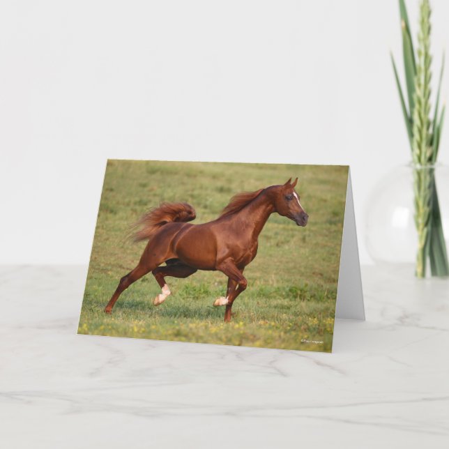 Chestnut Arab Stallion Mane och Svan Flowing Kort (Framsida)