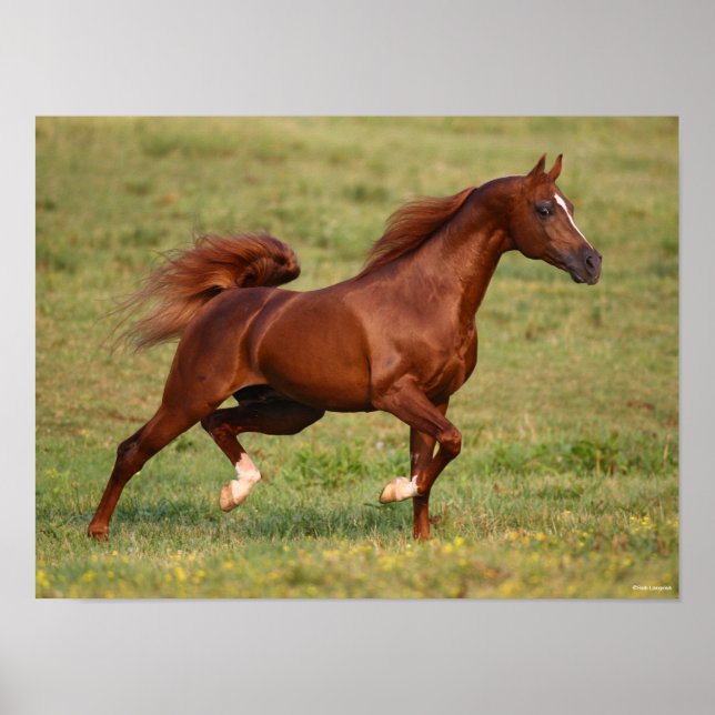 Chestnut Arab Stallion Mane och Svan Flowing Poster (Framsidan)