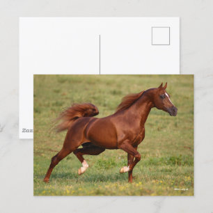 Chestnut Arab Stallion Mane och Svan Flowing Vykort