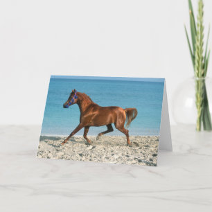 Chestnut Arab Stallion Runon på Beach Kort