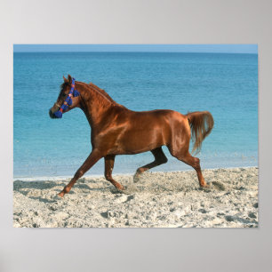 Chestnut Arab Stallion Runon på Beach Poster